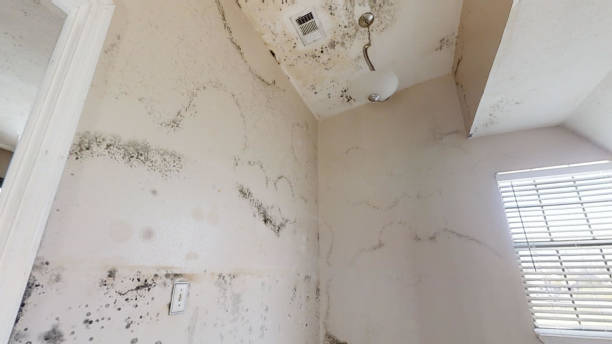 Best Black Mold Removal  in Ponder, TX