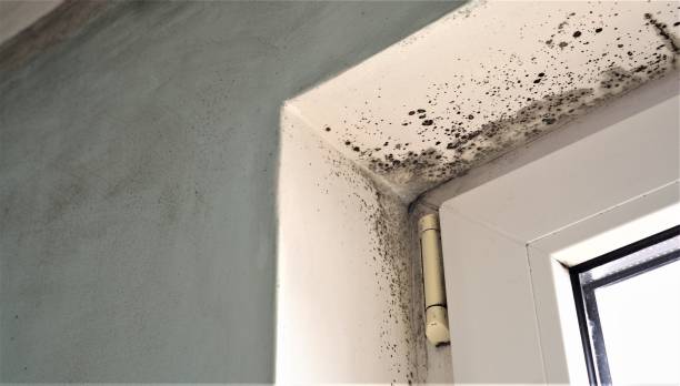 Trusted Ponder, TX Mold Removal Experts