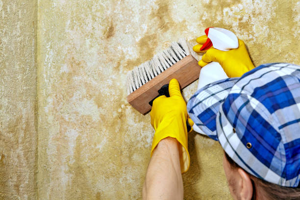 Best Mold-Related Health Consultation  in Ponder, TX