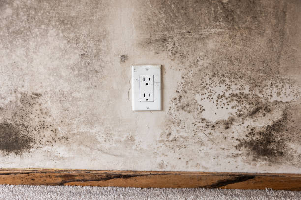Best Biohazard Mold Removal  in Ponder, TX