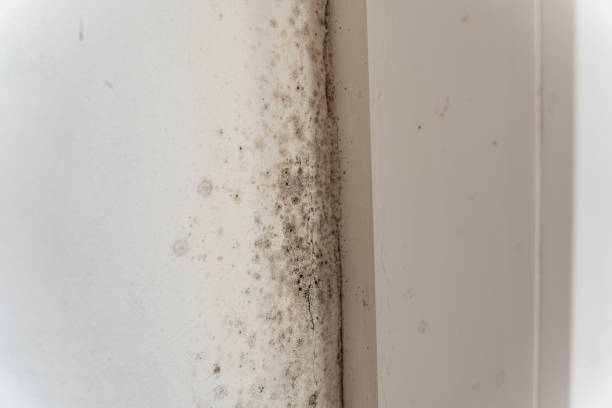 Best Mold Damage Restoration  in Ponder, TX