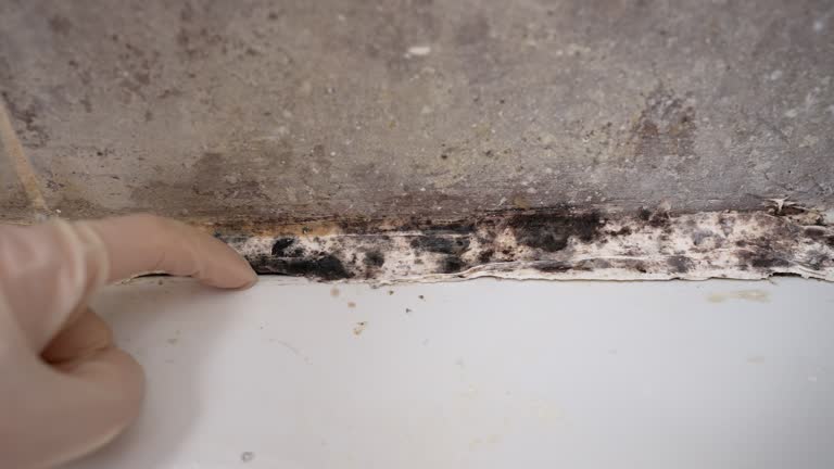 Best Forensic Mold Investigation  in Ponder, TX