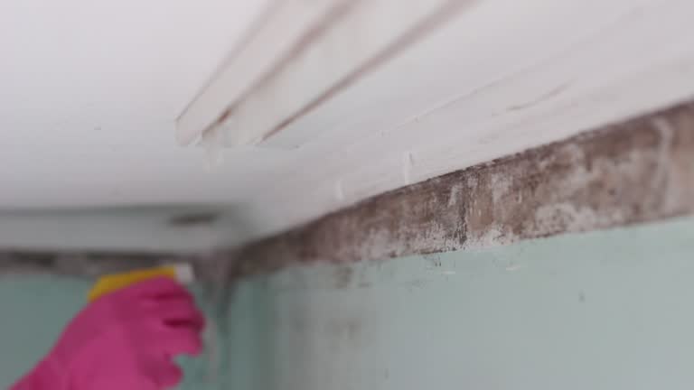 Best Environmental Consulting for Mold Prevention  in Ponder, TX